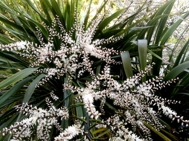25 BLUE DRACAENA ( Spikes / Broad Leaved Cabbage Tree / Mountain Cabbage ) Cordyline Indivisa Flower Seeds